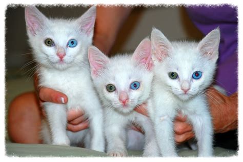 odd eyed cat|odd eyed cats for sale.